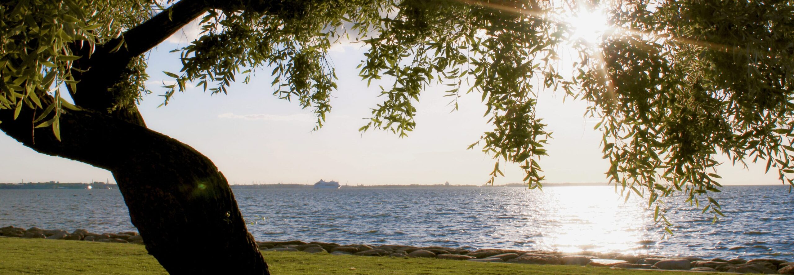 A single tree by the Tallinn Bay